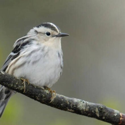 Canadian wildfire smoke increases, 40 bird species less frequent in New York after scientists match smoke pollution to observations of 99,000 birds