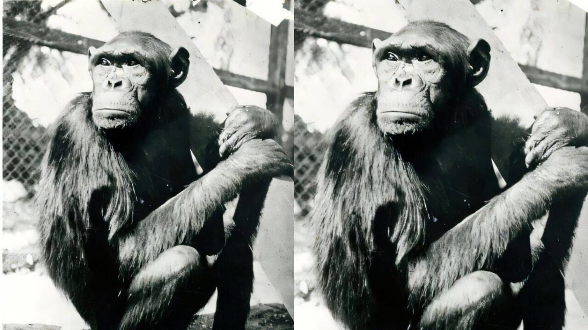 Chimpanzees famously solved puzzle that transformed human understanding of intelligence, but their move to Berlin ended tragically