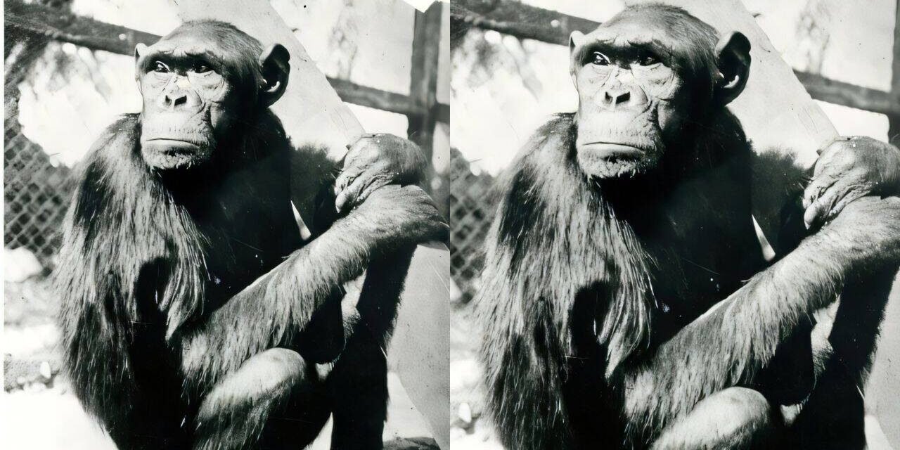 Chimpanzees famously solved puzzle that transformed human understanding of intelligence, but their move to Berlin ended tragically