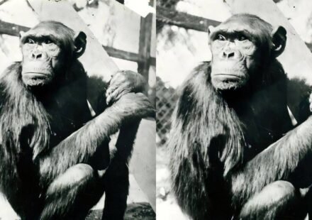 Chimpanzees famously solved puzzle that transformed human understanding of intelligence, but their move to Berlin ended tragically