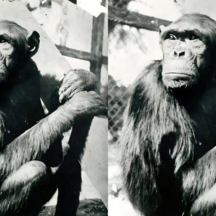 Chimpanzees famously solved puzzle that transformed human understanding of intelligence, but their move to Berlin ended tragically