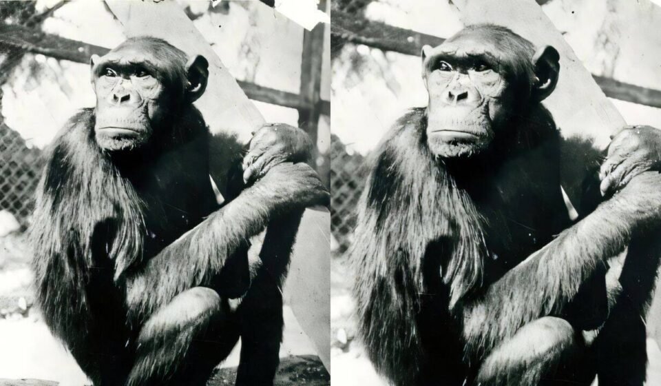 Chimpanzees famously solved puzzle that transformed human understanding of intelligence, but their move to Berlin ended tragically