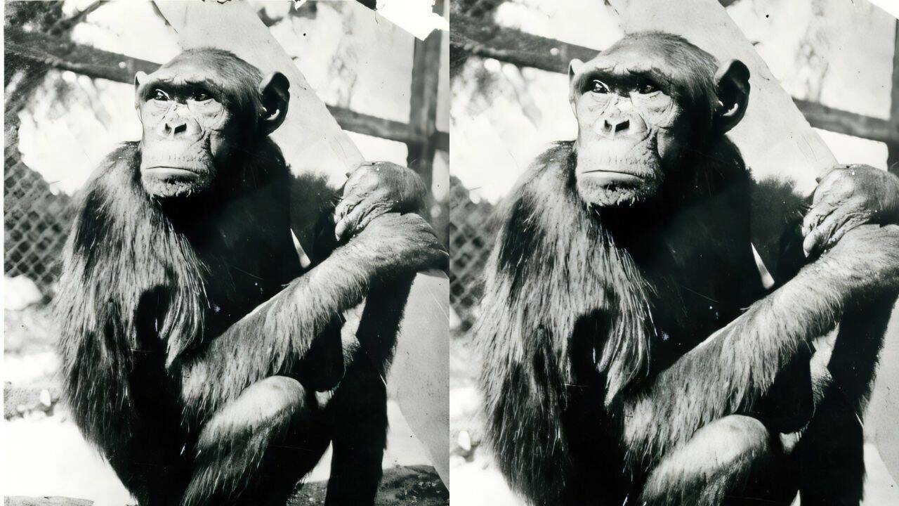 Chimpanzees famously solved puzzle that transformed human understanding of intelligence, but their move to Berlin ended tragically