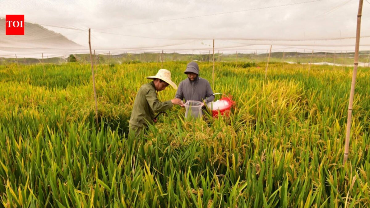 China's new hybrid rice can be passed down through generations, retaining its high-yielding characteristics, potentially allowing farmers to replant seeds without having to buy new seeds every year