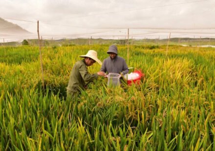 China's new hybrid rice can be passed down through generations, retaining its high-yielding characteristics, potentially allowing farmers to replant seeds without having to buy new seeds every year