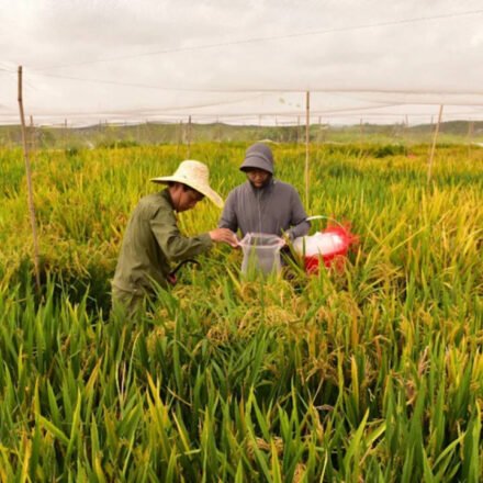 China's new hybrid rice can be passed down through generations, retaining its high-yielding characteristics, potentially allowing farmers to replant seeds without having to buy new seeds every year