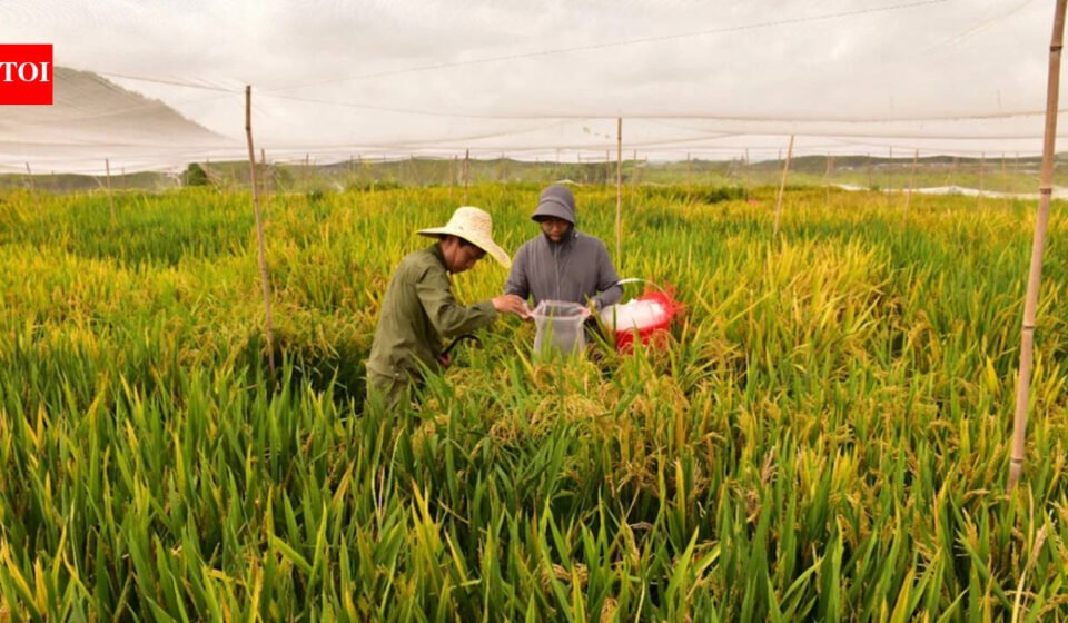 China's new hybrid rice can be passed down through generations, retaining its high-yielding characteristics, potentially allowing farmers to replant seeds without having to buy new seeds every year
