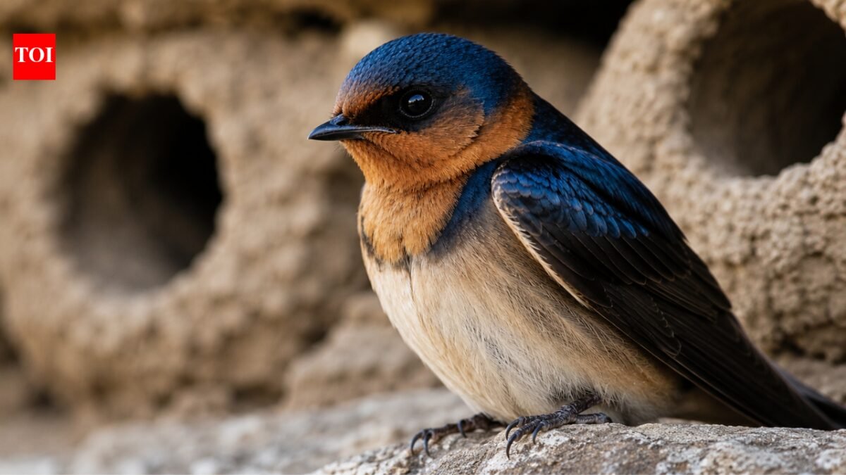 Cliff swallows abandon the California towns they once occupied each spring, then people gather to rebuild their homes and welcome them back with an annual festival |