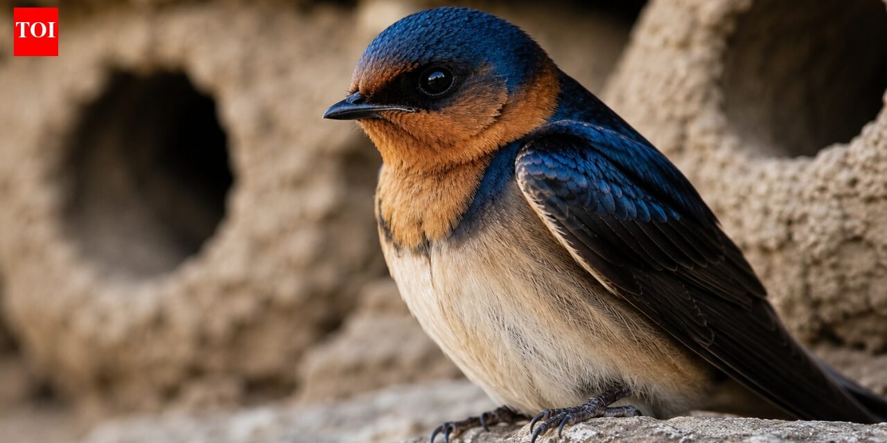 Cliff swallows abandon the California towns they once occupied each spring, then people gather to rebuild their homes and welcome them back with an annual festival |