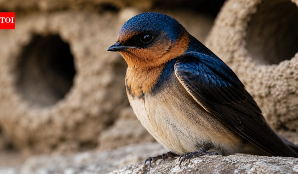Cliff swallows abandon the California towns they once occupied each spring, then people gather to rebuild their homes and welcome them back with an annual festival |