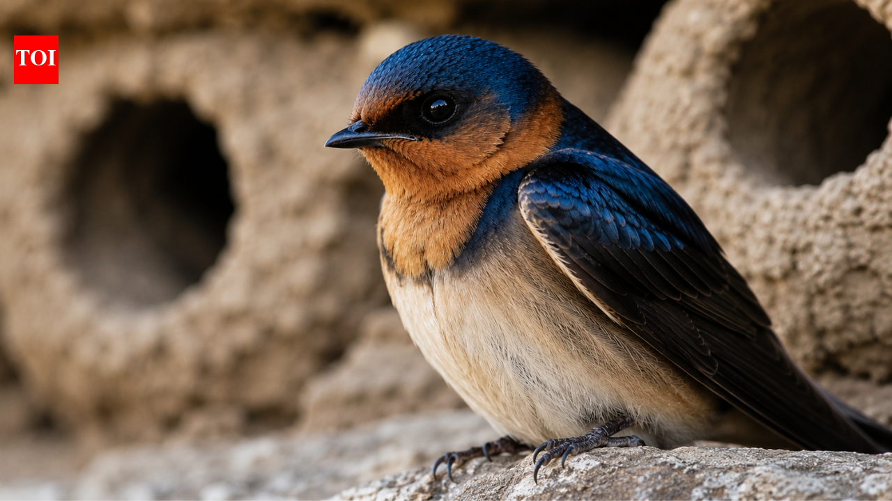 Cliff swallows abandon the California towns they once occupied each spring, then people gather to rebuild their homes and welcome them back with an annual festival |