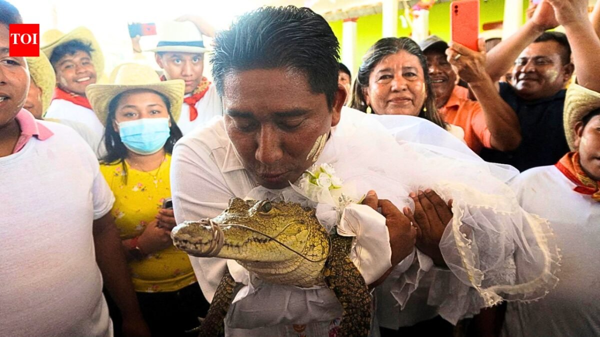 Crocodile Wedding: Mexico mayor marries caiman every year, but the real story is about people and nature | World News