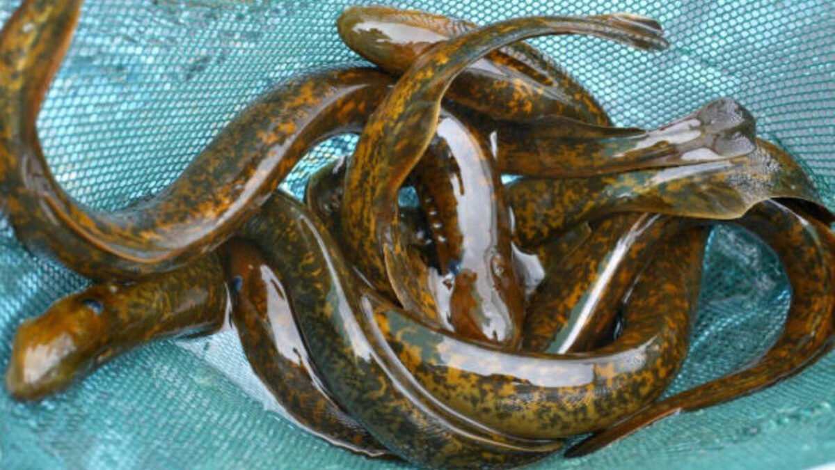 Demystifying Science's 'Forbidden Experiment': Why Scientists Kill 9 Million Lampreys Every Year in America's Great Lakes