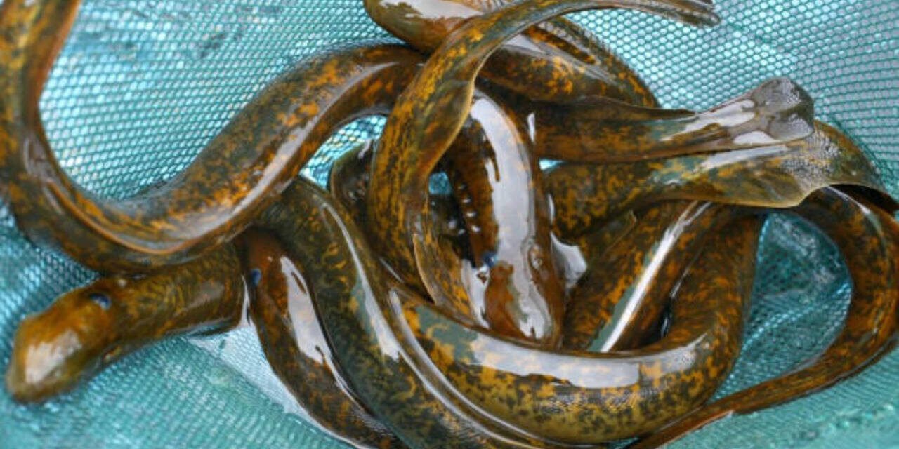 Demystifying Science's 'Forbidden Experiment': Why Scientists Kill 9 Million Lampreys Every Year in America's Great Lakes