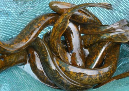 Demystifying Science's 'Forbidden Experiment': Why Scientists Kill 9 Million Lampreys Every Year in America's Great Lakes