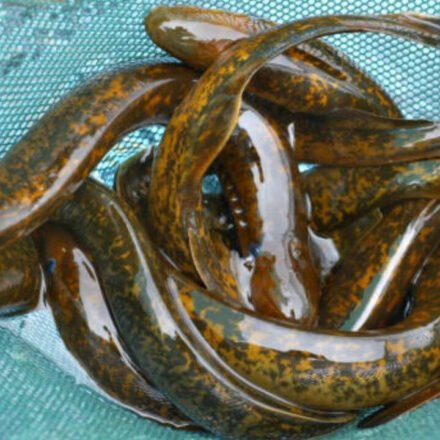 Demystifying Science's 'Forbidden Experiment': Why Scientists Kill 9 Million Lampreys Every Year in America's Great Lakes
