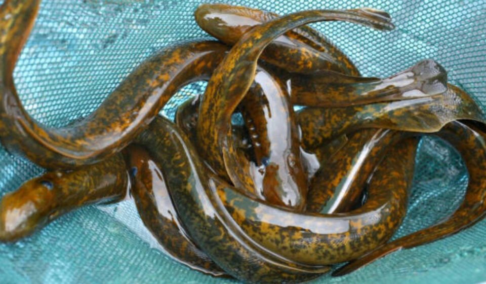 Demystifying Science's 'Forbidden Experiment': Why Scientists Kill 9 Million Lampreys Every Year in America's Great Lakes