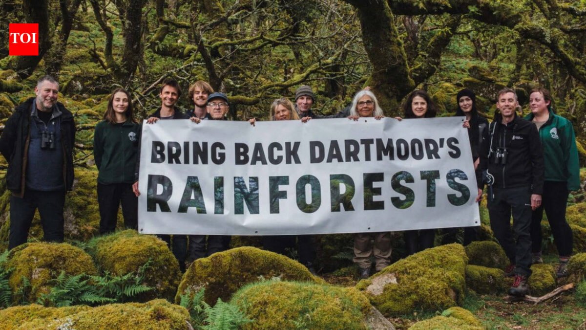 Duchy: Prince William's Duchy of Cornwall is helping to double one of England's last remaining temperate rainforests, where 1,250 saplings have been planted