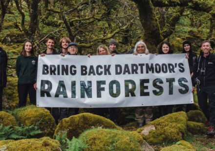 Duchy: Prince William's Duchy of Cornwall is helping to double one of England's last remaining temperate rainforests, where 1,250 saplings have been planted