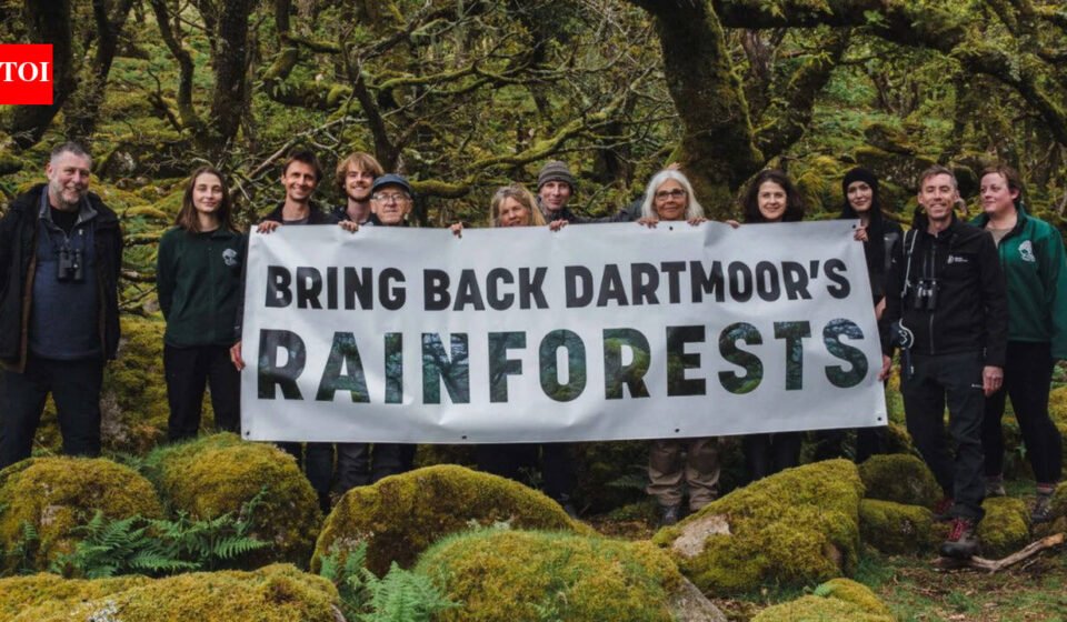 Duchy: Prince William's Duchy of Cornwall is helping to double one of England's last remaining temperate rainforests, where 1,250 saplings have been planted