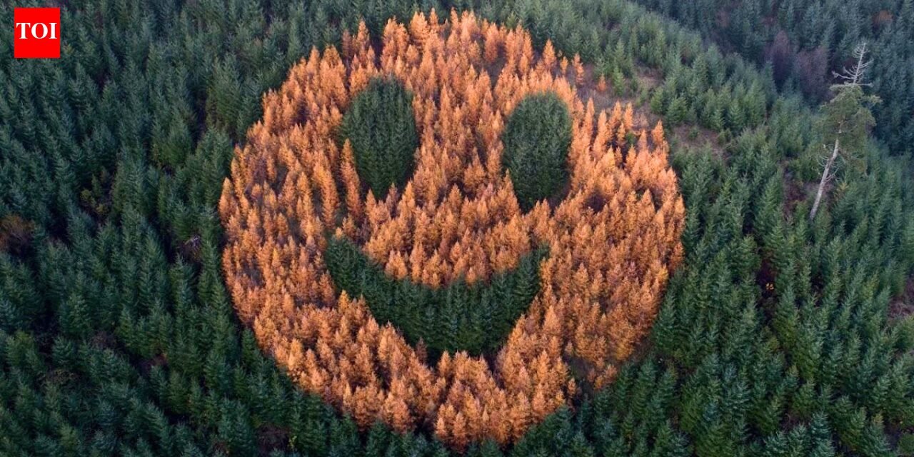 Every fall, in 2011, an ordinary forest in Oregon suddenly began to smile after foresters secretly planted western larch among thousands of Douglas firs. world news