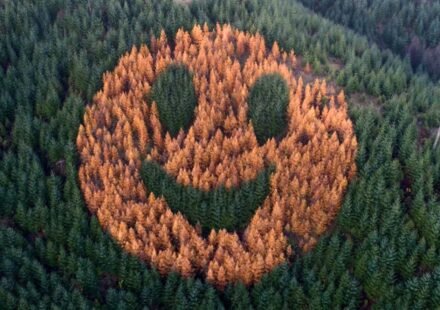 Every fall, in 2011, an ordinary forest in Oregon suddenly began to smile after foresters secretly planted western larch among thousands of Douglas firs. world news
