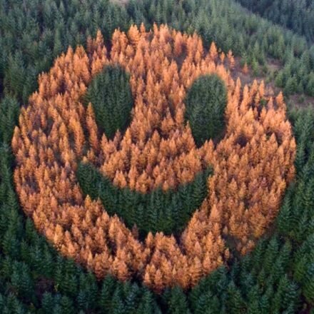 Every fall, in 2011, an ordinary forest in Oregon suddenly began to smile after foresters secretly planted western larch among thousands of Douglas firs. world news