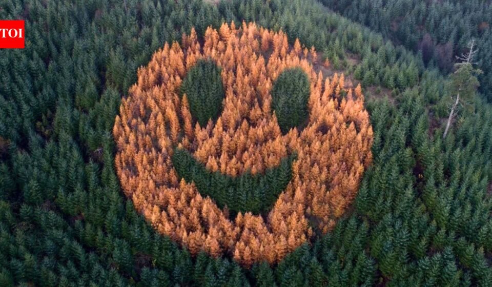 Every fall, in 2011, an ordinary forest in Oregon suddenly began to smile after foresters secretly planted western larch among thousands of Douglas firs. world news