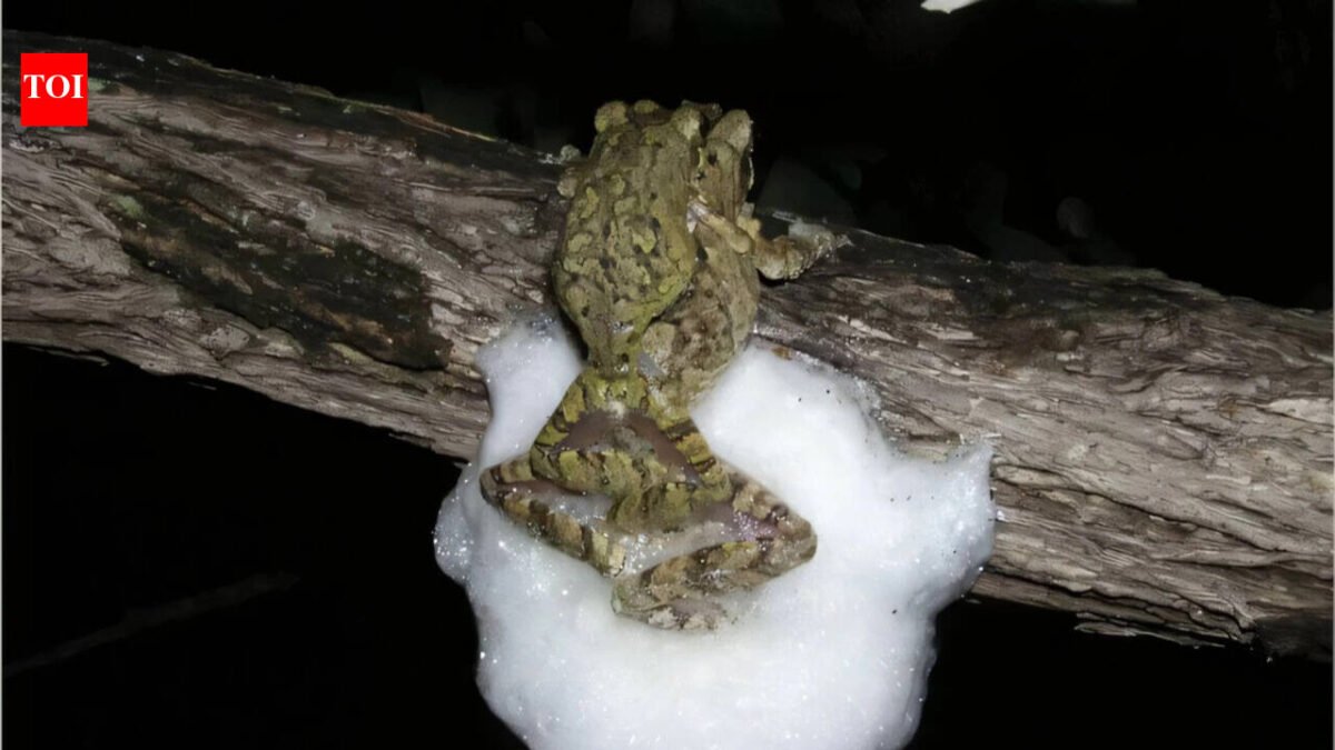 Female African tree frogs mate with several males at the same time; together they build a larger foam nest that protects hundreds of eggs from desiccation