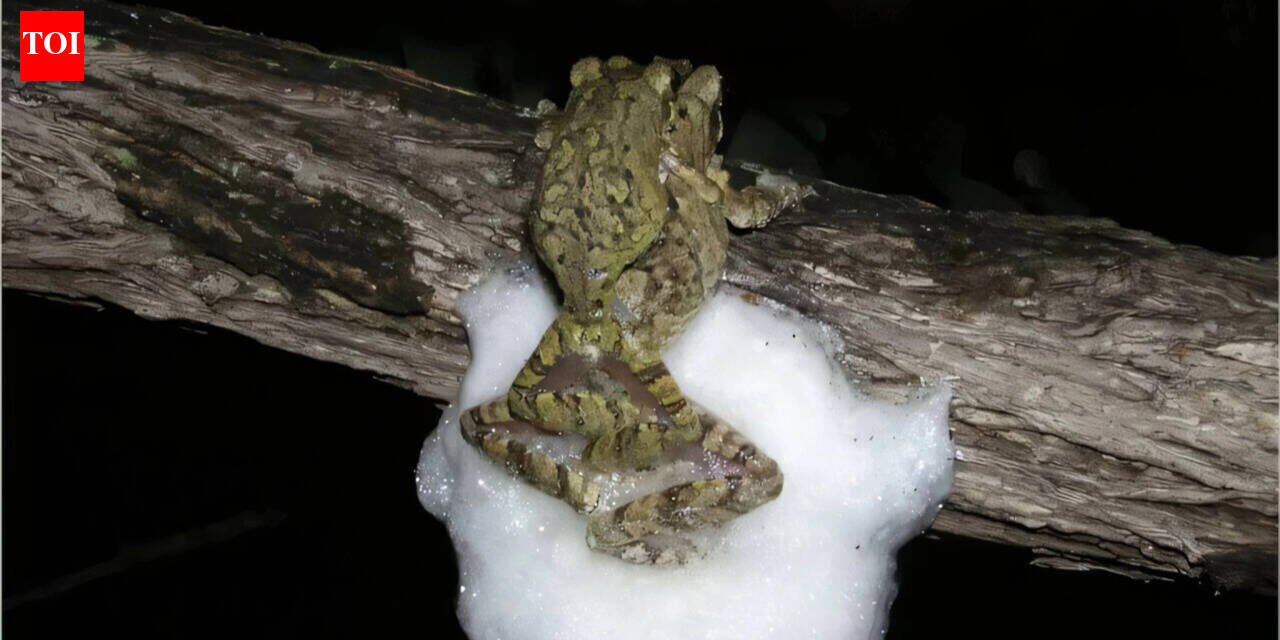Female African tree frogs mate with several males at the same time; together they build a larger foam nest that protects hundreds of eggs from desiccation