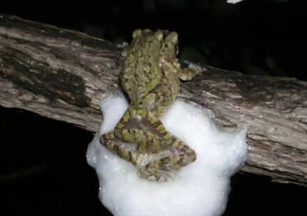 Female African tree frogs mate with several males at the same time; together they build a larger foam nest that protects hundreds of eggs from desiccation