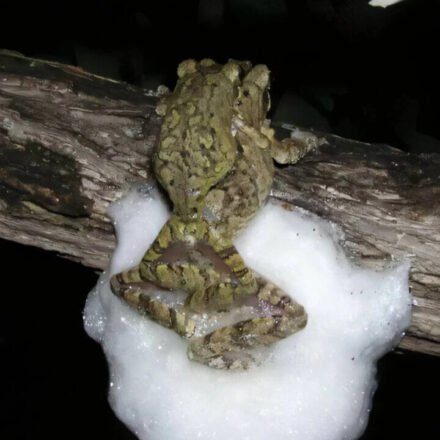 Female African tree frogs mate with several males at the same time; together they build a larger foam nest that protects hundreds of eggs from desiccation