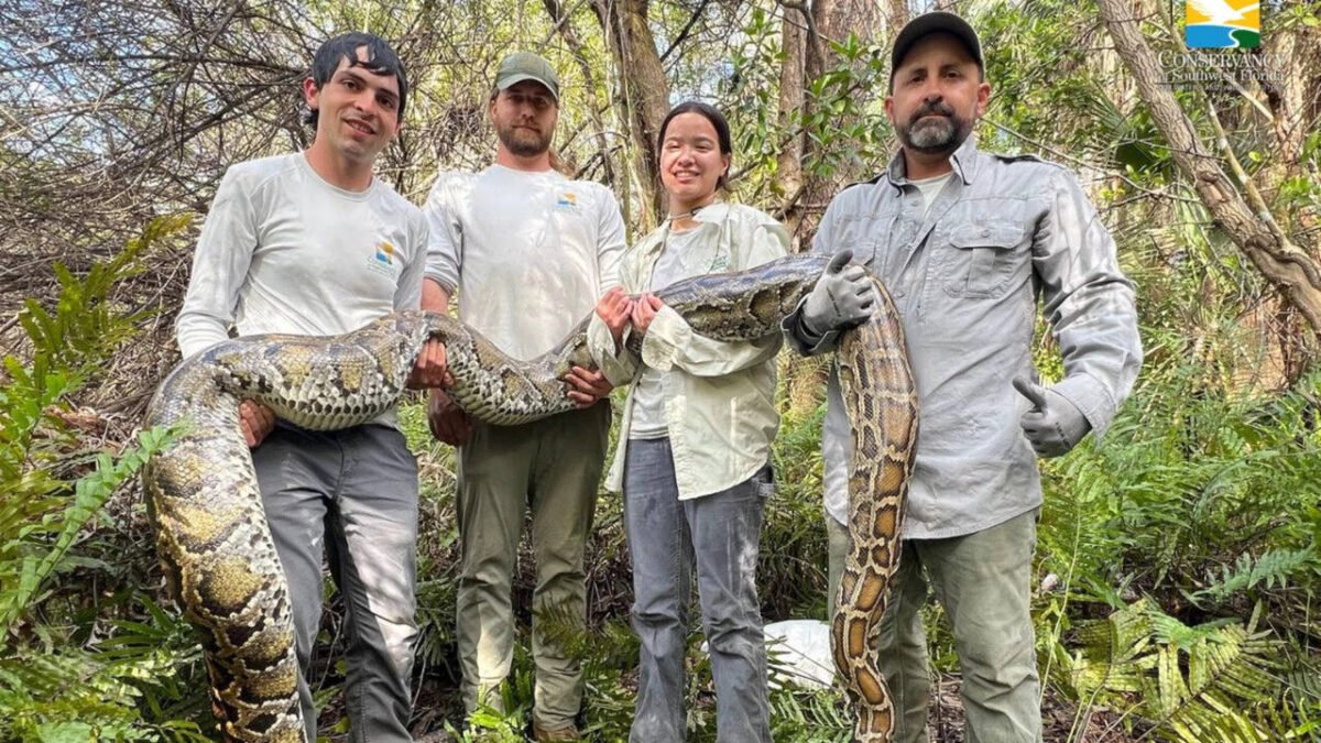 Florida scientists used female Burmese pythons as live bait to search for invasive male Burmese pythons in the Everglades, but 3 million camera trap photos detected only 4 pythons
