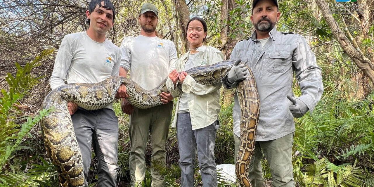Florida scientists used female Burmese pythons as live bait to search for invasive male Burmese pythons in the Everglades, but 3 million camera trap photos detected only 4 pythons