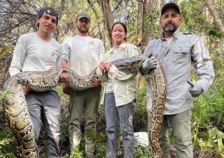 Florida scientists used female Burmese pythons as live bait to search for invasive male Burmese pythons in the Everglades, but 3 million camera trap photos detected only 4 pythons
