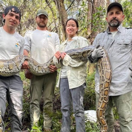 Florida scientists used female Burmese pythons as live bait to search for invasive male Burmese pythons in the Everglades, but 3 million camera trap photos detected only 4 pythons