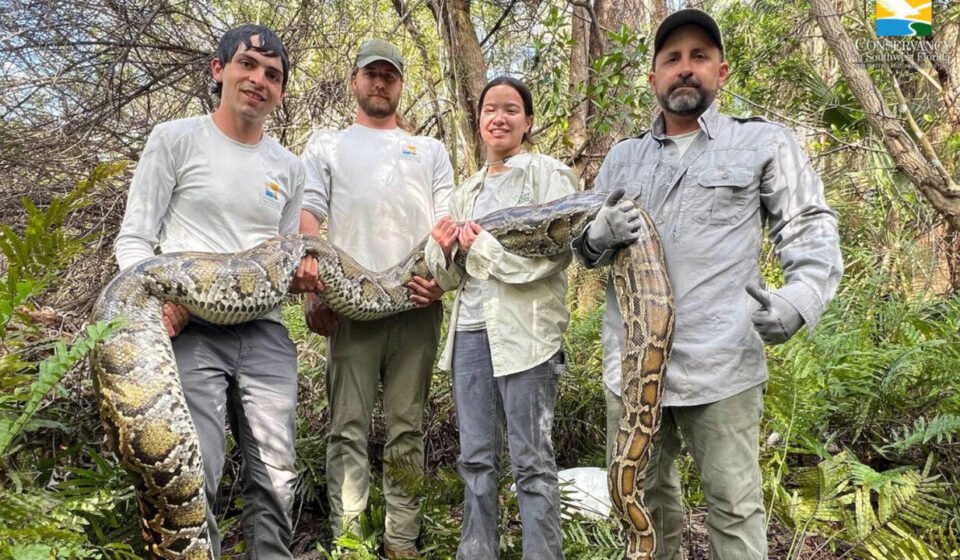Florida scientists used female Burmese pythons as live bait to search for invasive male Burmese pythons in the Everglades, but 3 million camera trap photos detected only 4 pythons