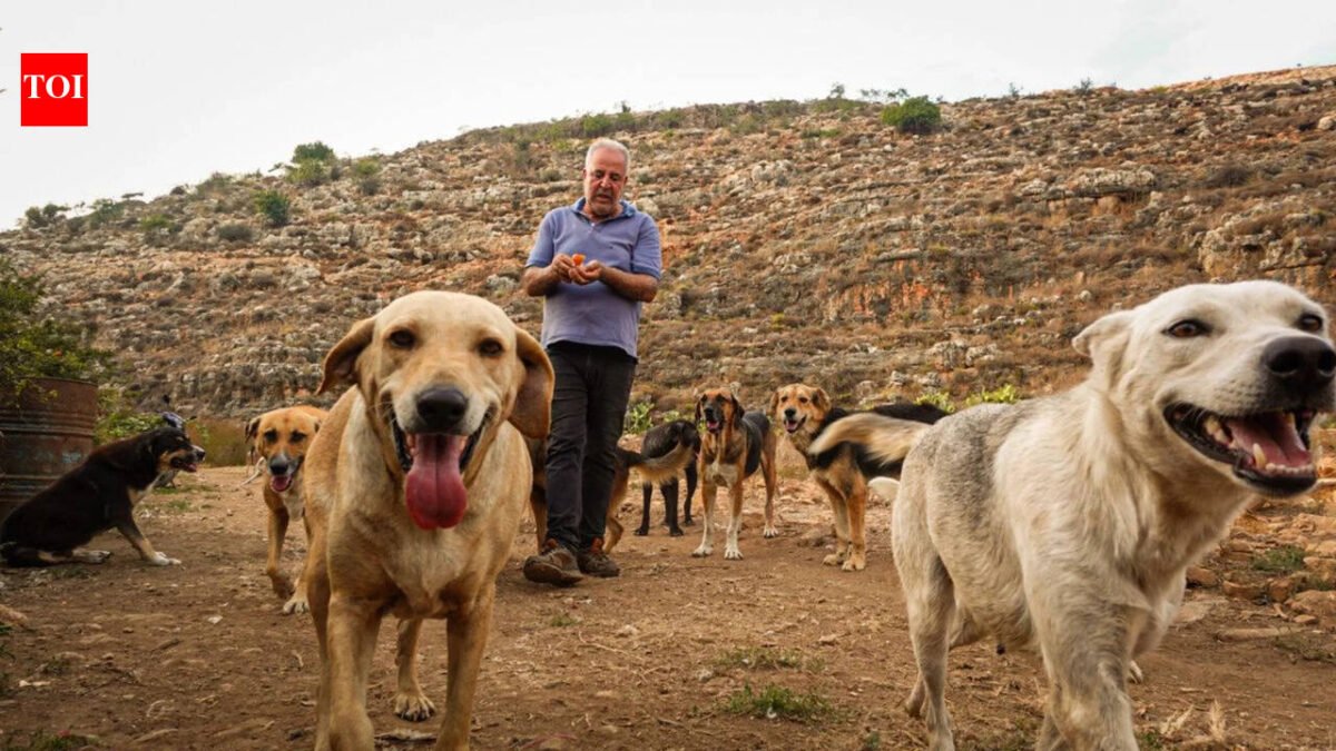 Houssein Hamze's rescued dog pulls him out of bed in 2006 shortly before bomb attacks; abandoned animals he refuses to leave in Lebanon when war returns World News