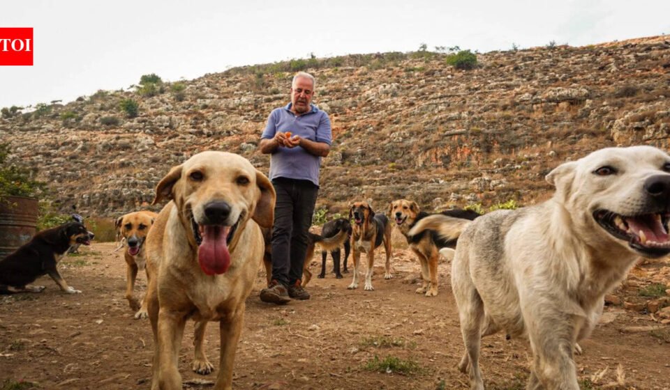 Houssein Hamze's rescued dog pulls him out of bed in 2006 shortly before bomb attacks; abandoned animals he refuses to leave in Lebanon when war returns World News