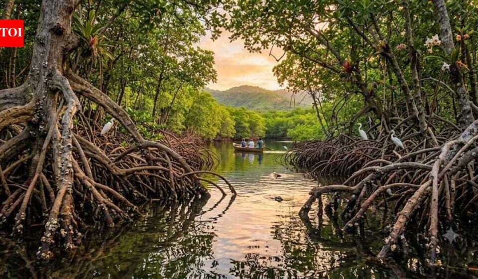 How do mangroves, Earth's "blue forests," protect coastlines, support wildlife and store four times more carbon than tropical rainforests?