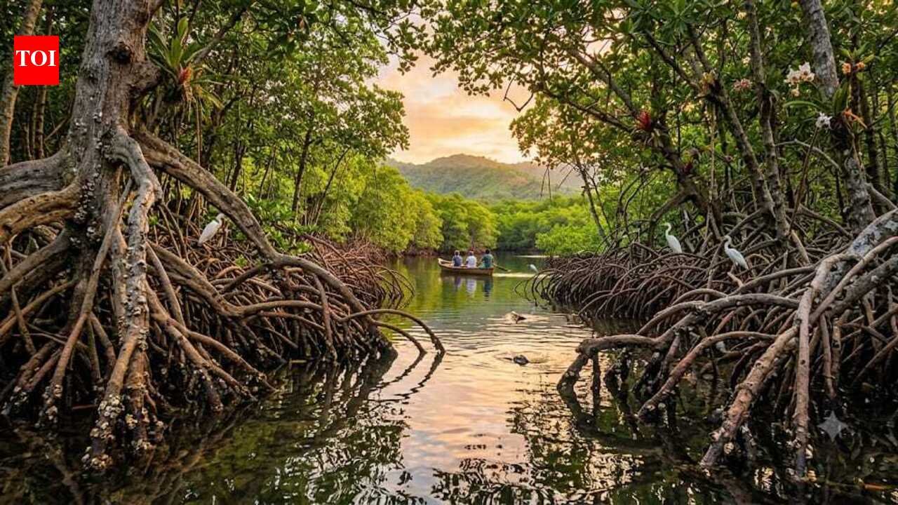 How do mangroves, Earth's "blue forests," protect coastlines, support wildlife and store four times more carbon than tropical rainforests?