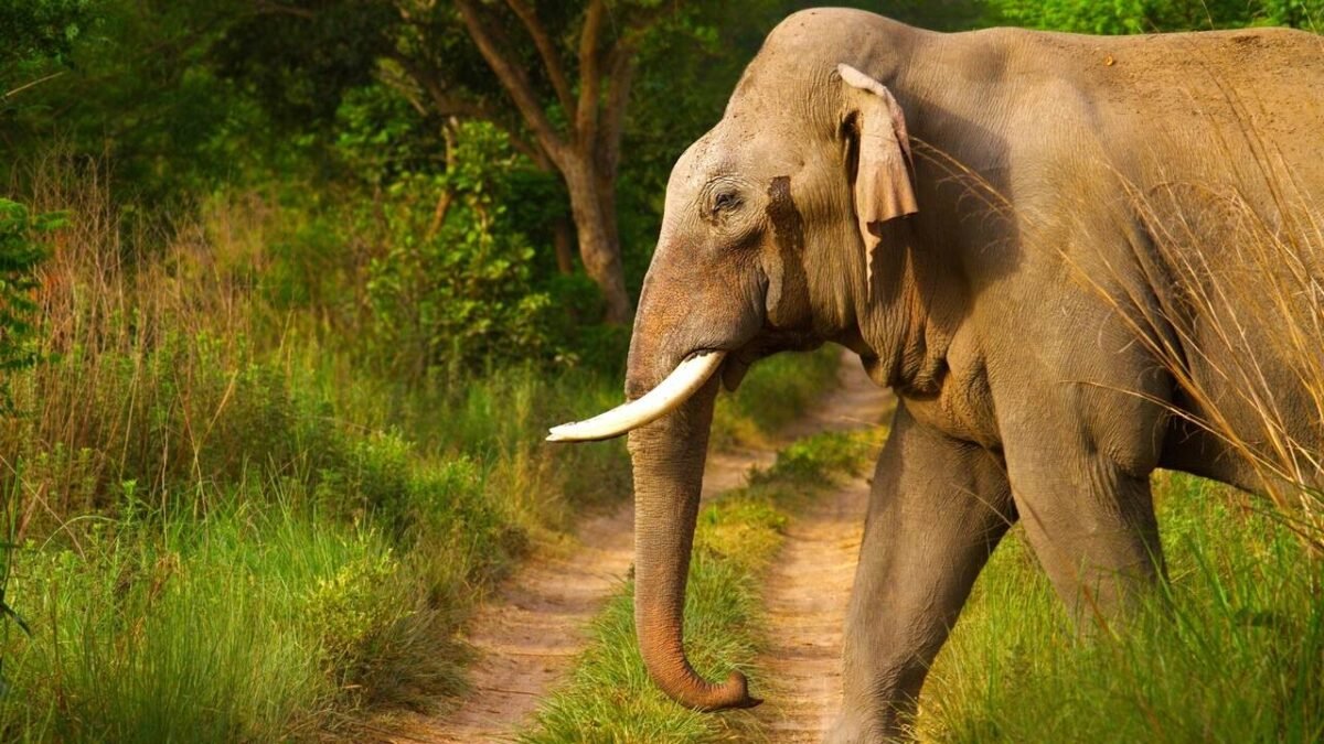How elephants use their footsteps to send messages across the ground and listen via skull vibrations