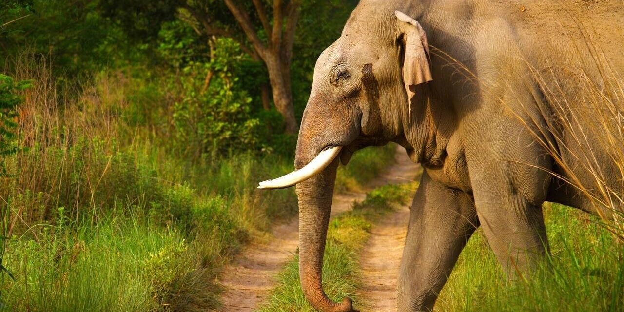How elephants use their footsteps to send messages across the ground and listen via skull vibrations