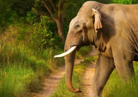 How elephants use their footsteps to send messages across the ground and listen via skull vibrations