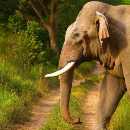 How elephants use their footsteps to send messages across the ground and listen via skull vibrations