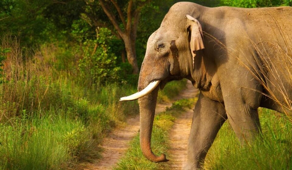 How elephants use their footsteps to send messages across the ground and listen via skull vibrations