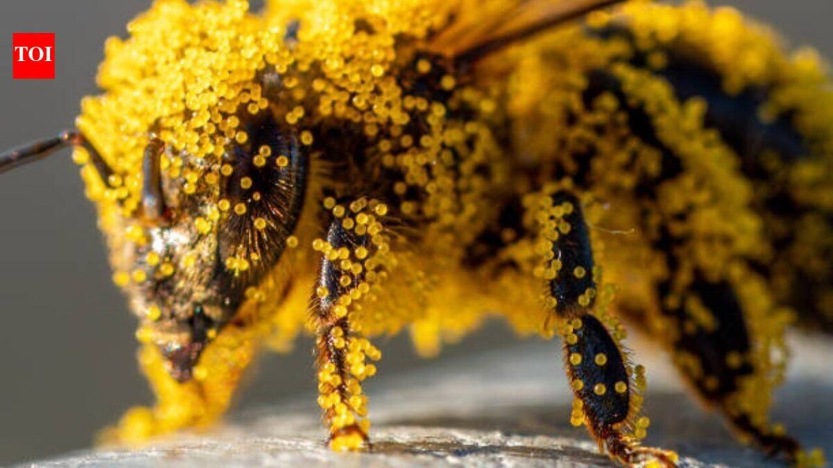 How tiny pollen grains help solve brutal murders: The fascinating science behind nature's invisible crime scene evidence