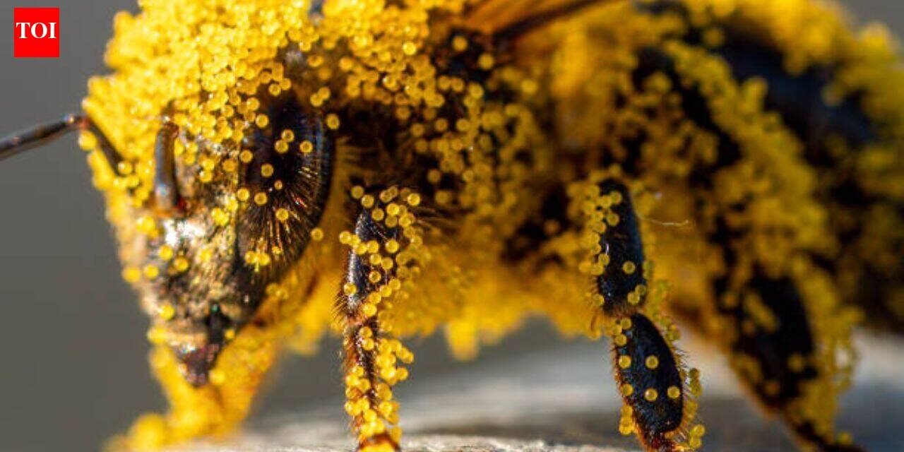 How tiny pollen grains help solve brutal murders: The fascinating science behind nature's invisible crime scene evidence