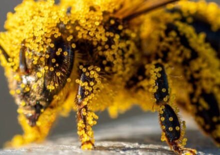 How tiny pollen grains help solve brutal murders: The fascinating science behind nature's invisible crime scene evidence