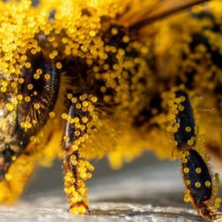 How tiny pollen grains help solve brutal murders: The fascinating science behind nature's invisible crime scene evidence
